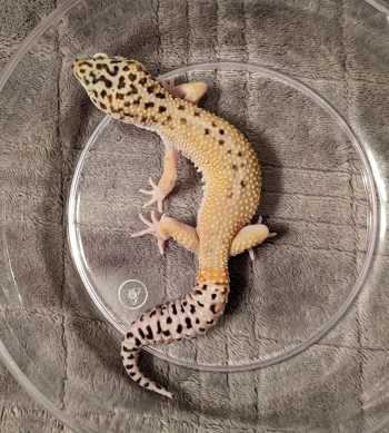 FREE SHIPPING: Male Mack Snow Eclipse White and Yellow Leopard Gecko