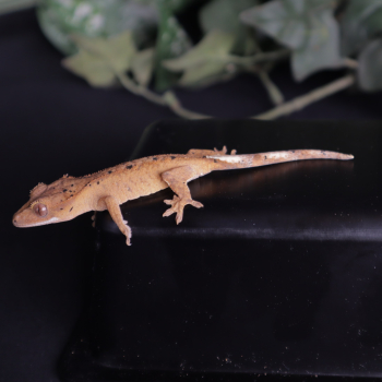 CR23220 - Crested Gecko